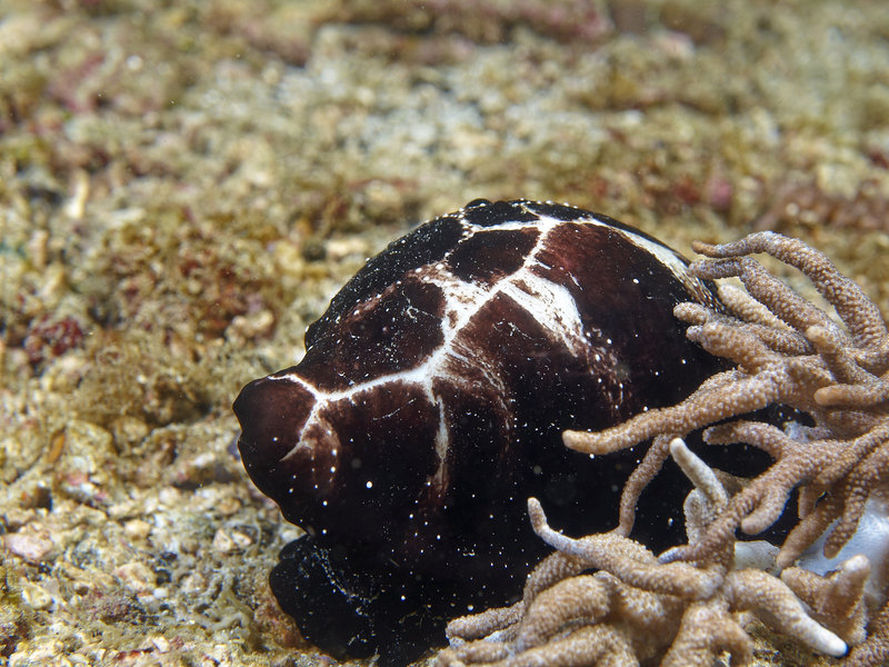 Cowrie Shell, Ernie's Cave